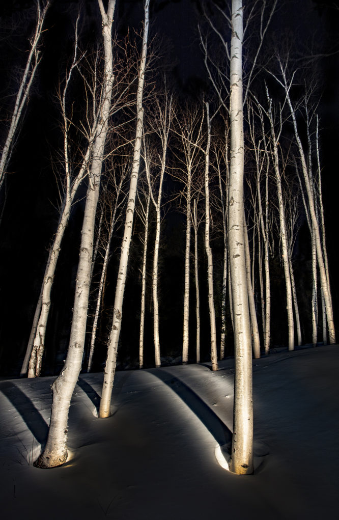 Birch Trees #7, 2019