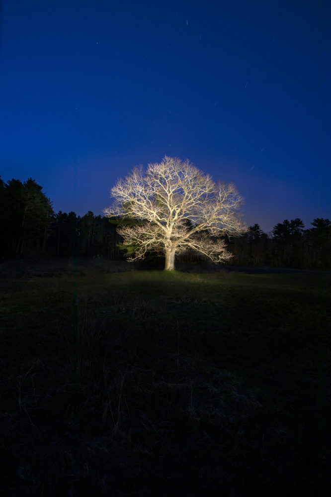 Untitled Trees #14, 2019