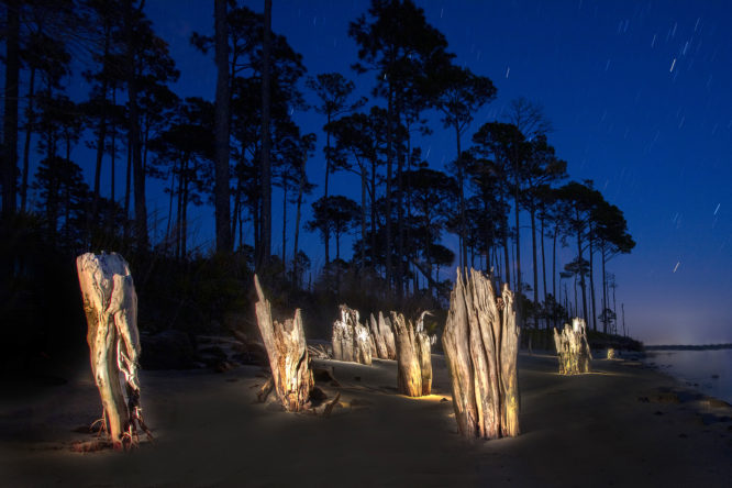 Shoreline Trees #10
