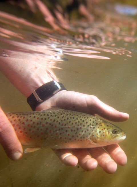 Androscoggin River Fish Stocking