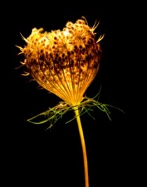 Queen Annes Lace.web