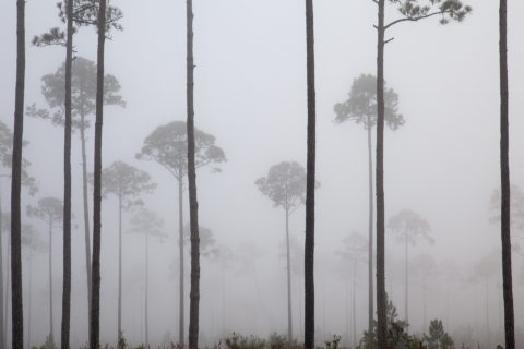 Passing Trees