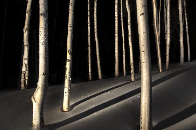 Birch Trees #5, 2019