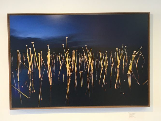 Pipeworts #2, 34" x 51"