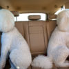 JOYRIDING (second edition, soft cover), Canine Car Companion Book - Image 5