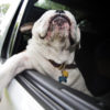 JOYRIDING (second edition, soft cover), Canine Car Companion Book - Image 3