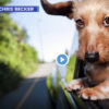 JOYRIDING (second edition, soft cover), Canine Car Companion Book - Image 4