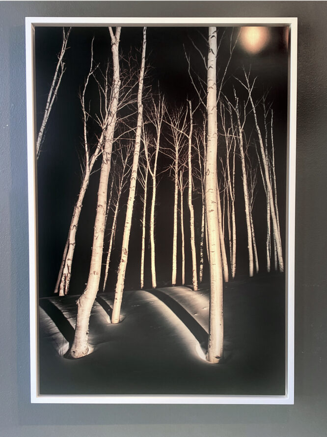 Birch Trees #7
